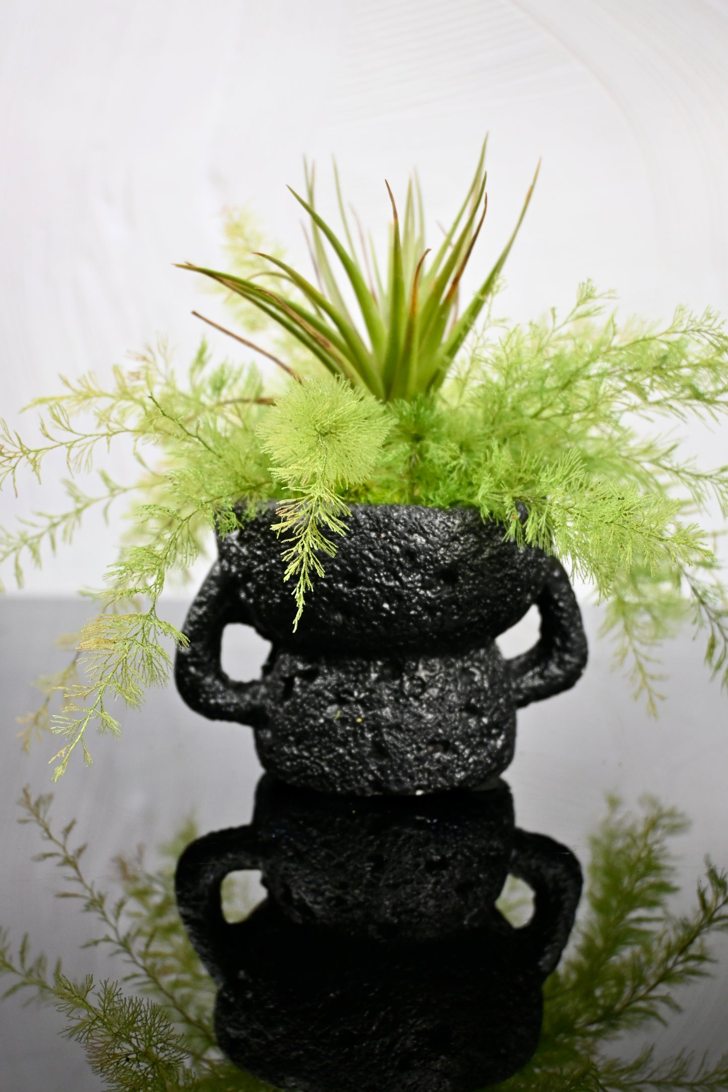 Air Fern Air Plant in a Black Lava Rock Vase
