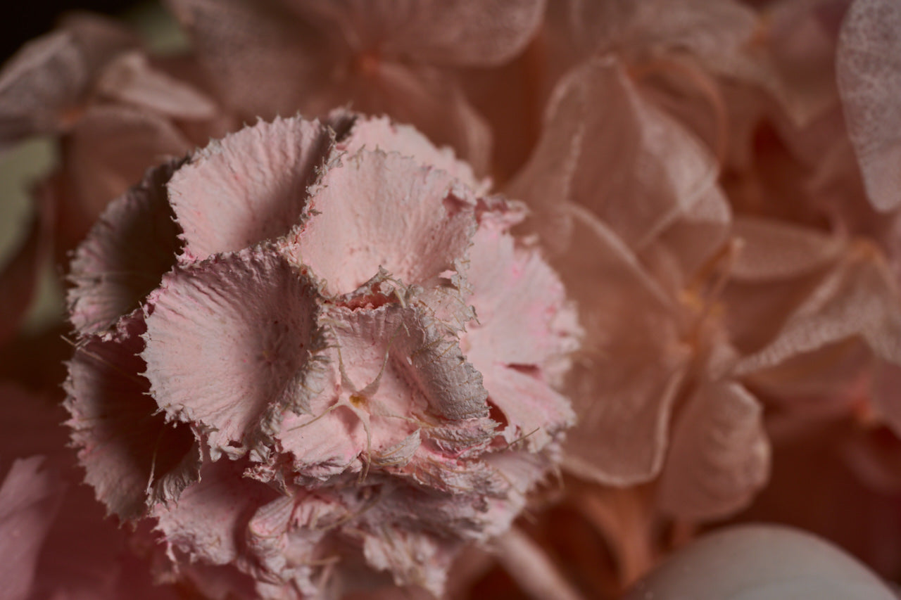 Bird’s Nest — White