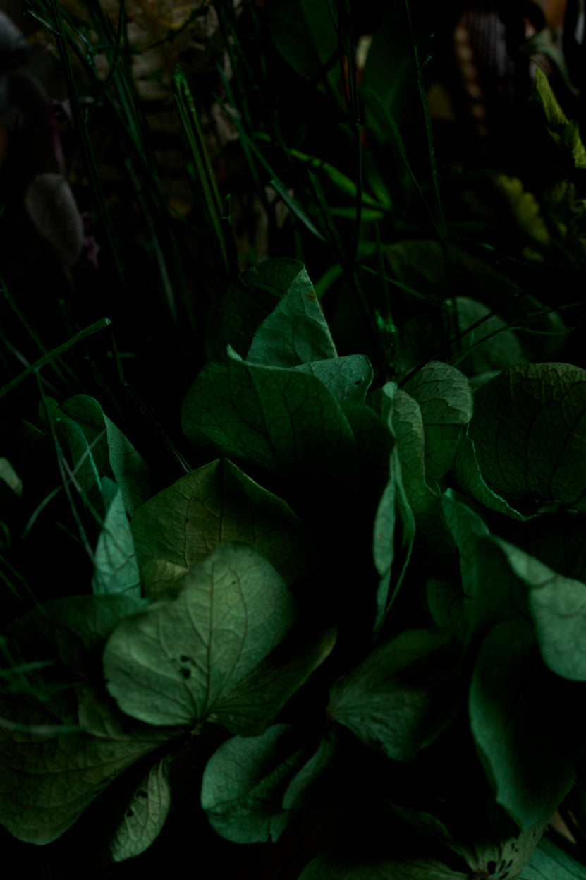 Flowers: The Significance of Life
