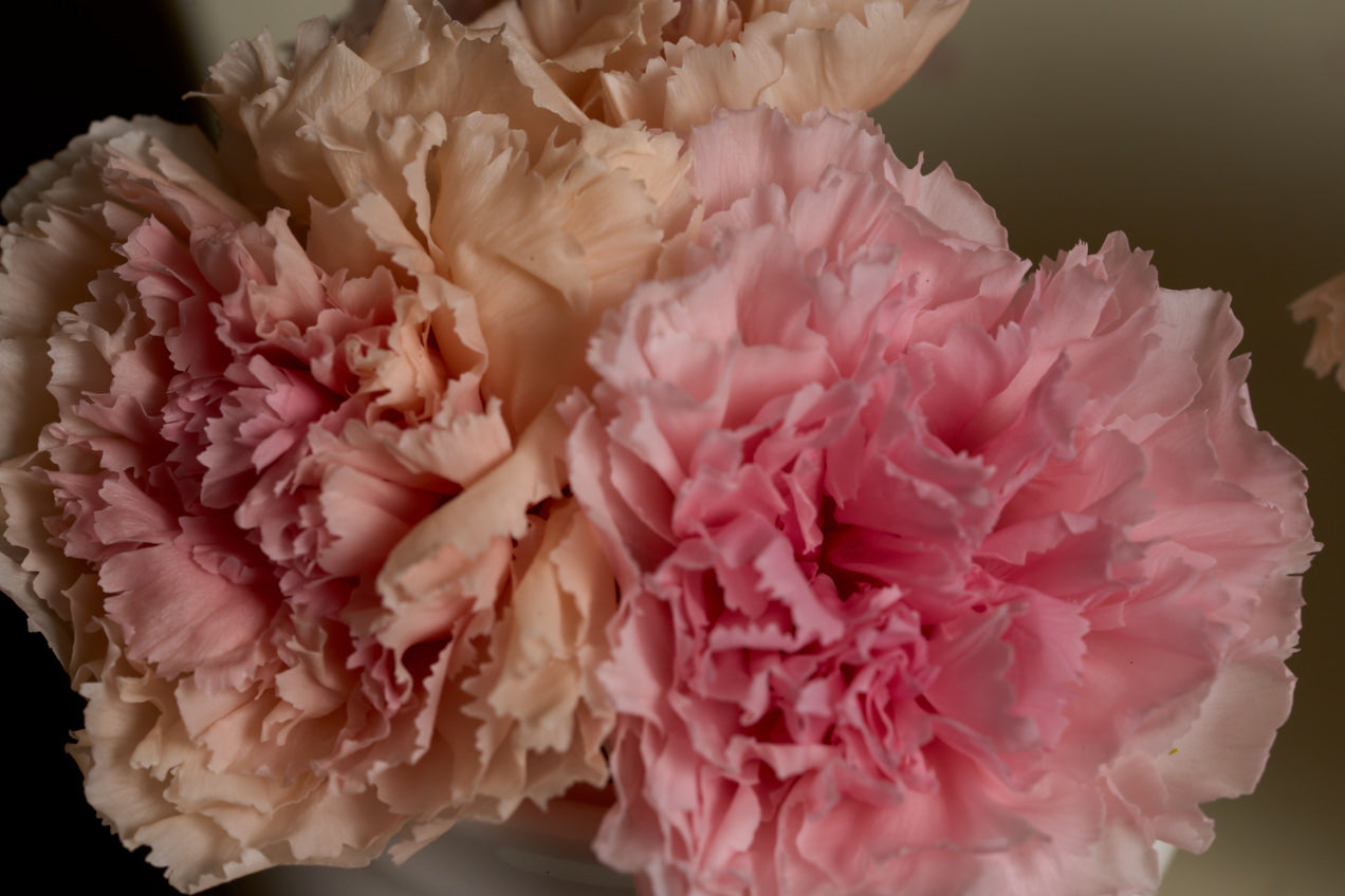Lion Bloomlets – Carnation Set