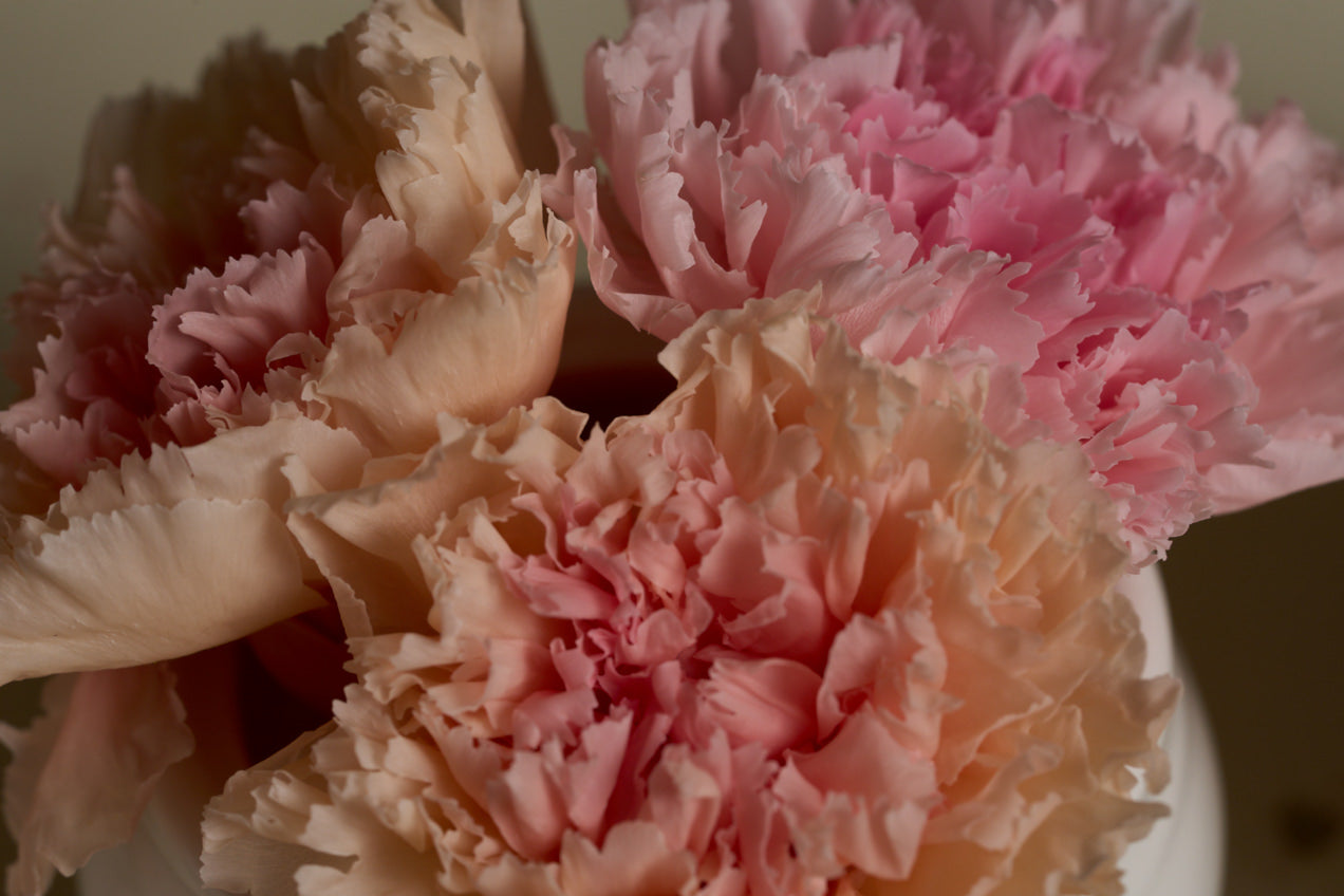 Lion Bloomlets – Carnation Set