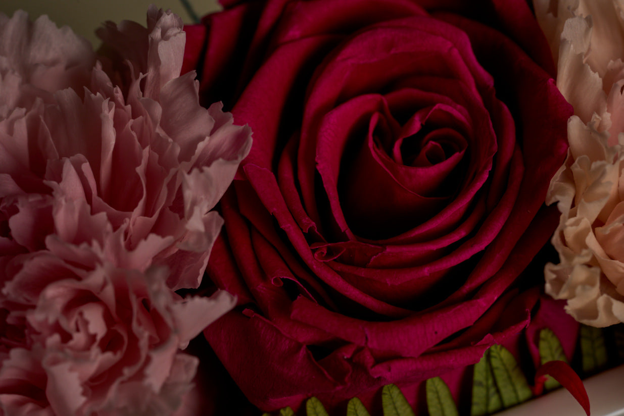 Little Women (Carnation Edition)