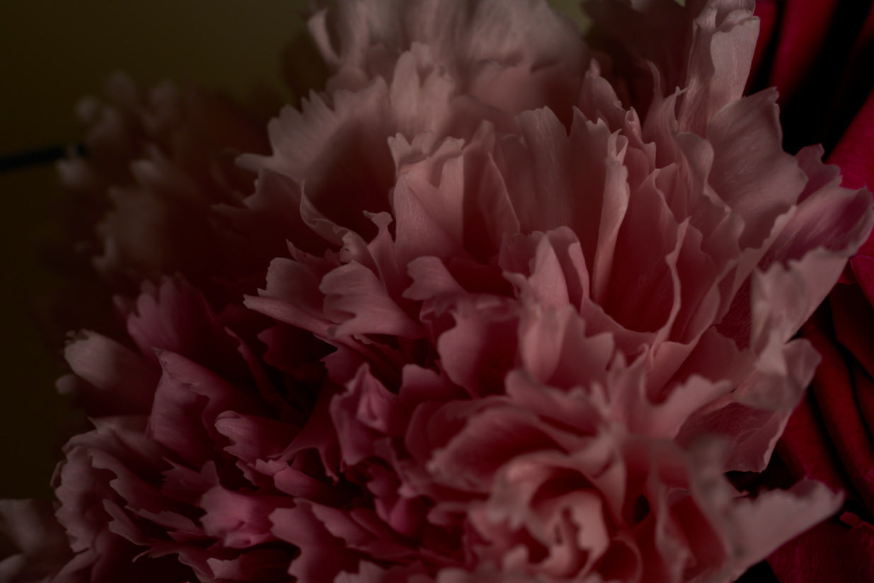 Little Women (Carnation Edition)