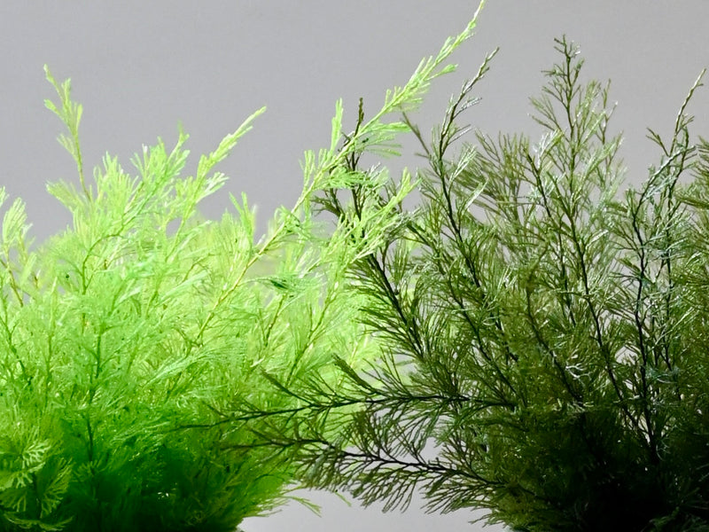 AIR FERN