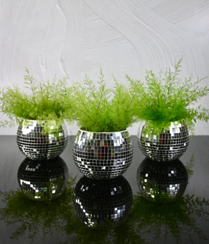 Air Fern Collection