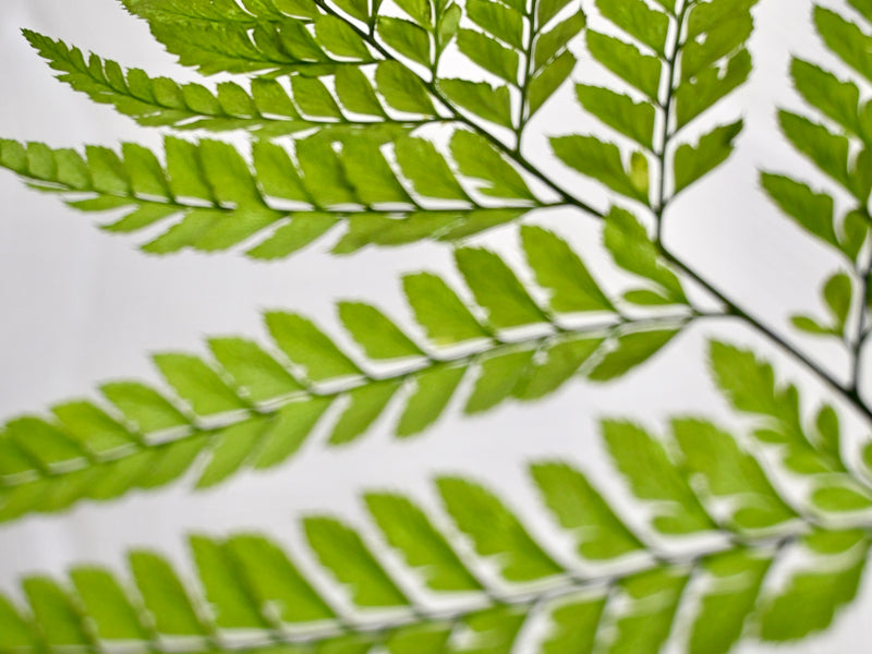 Ferns