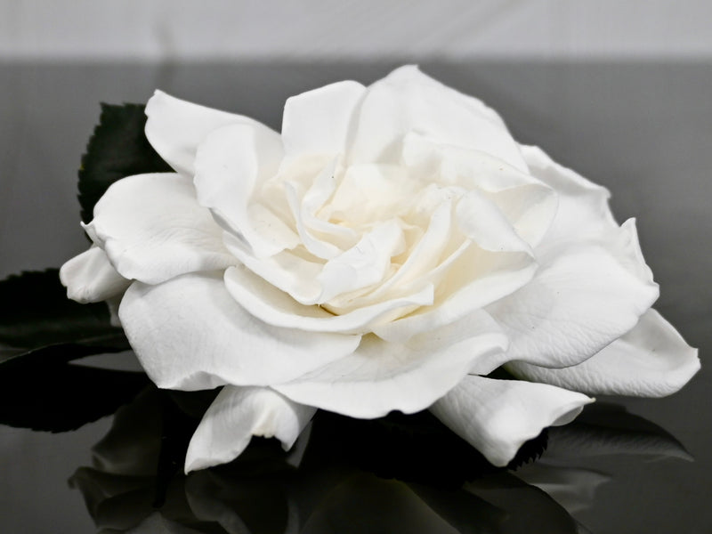 Gardenias