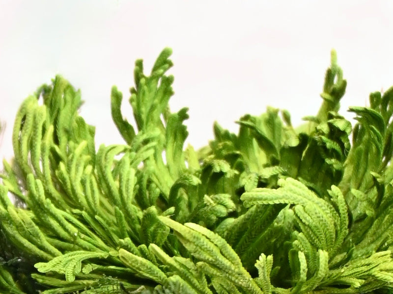 Moss