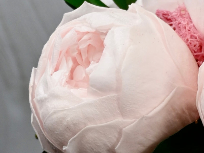 Peonies