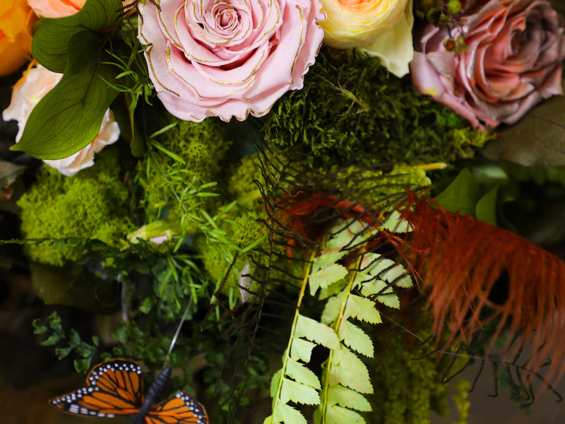 Ferns