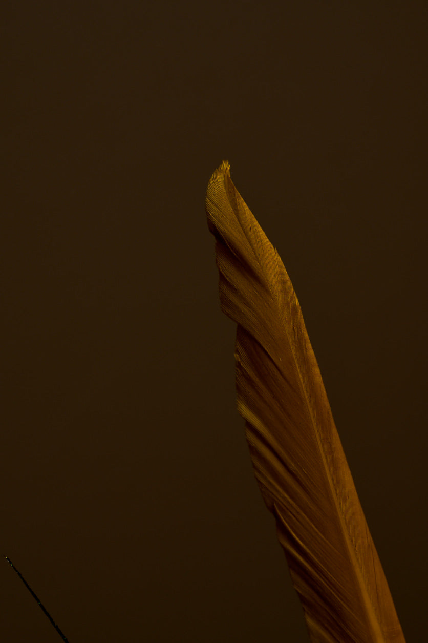 Untitled Book
