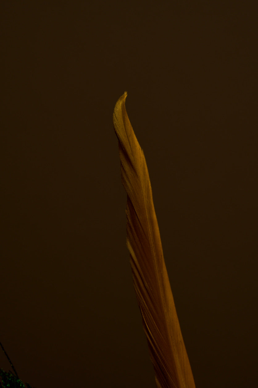 Untitled Book