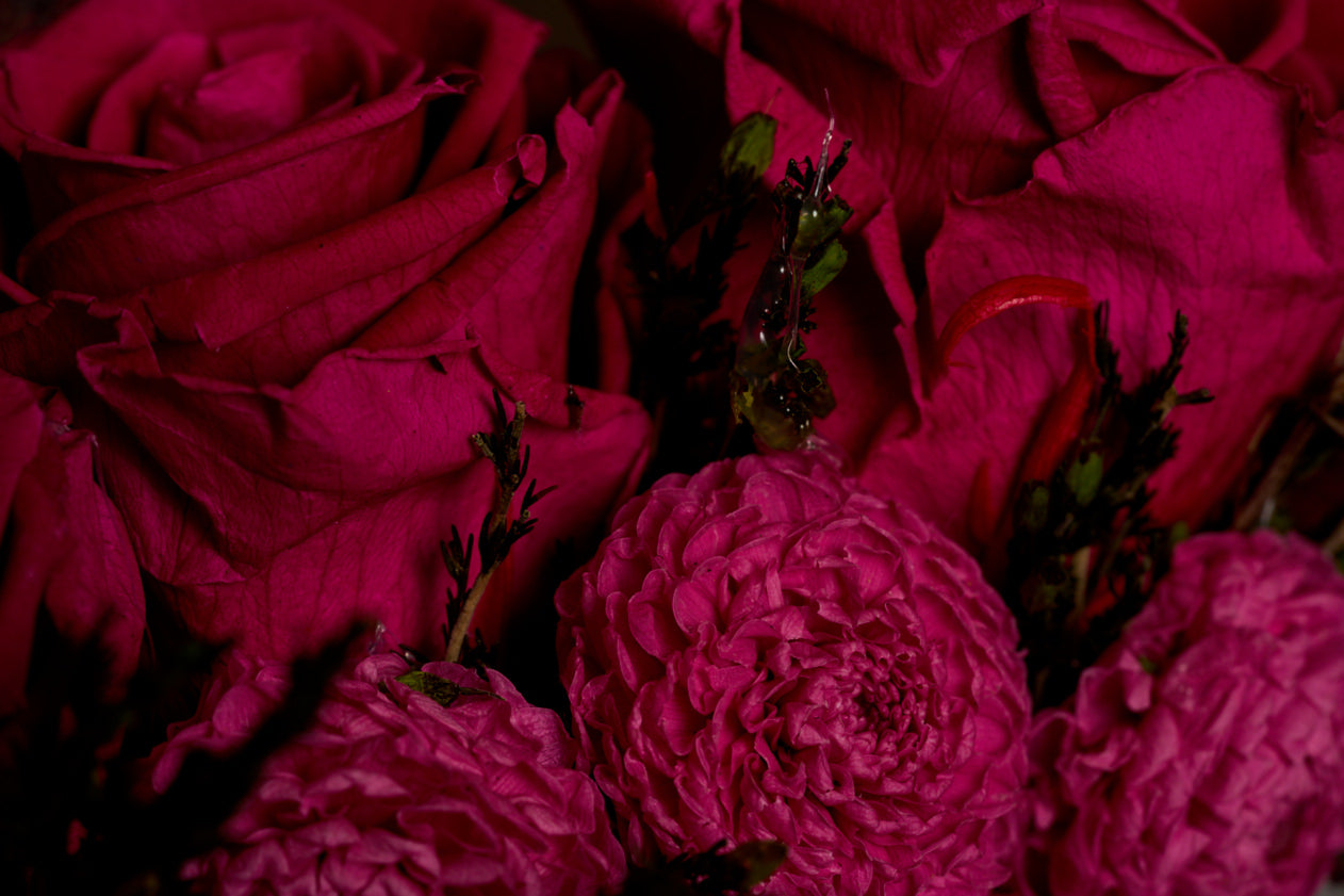Pride & Prejudice (Fuchsia Edition)