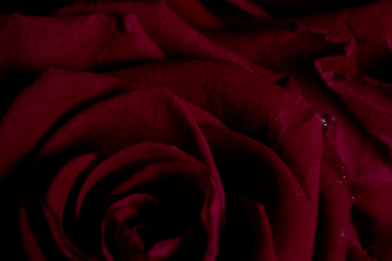 Pride & Prejudice (Fuchsia Edition)