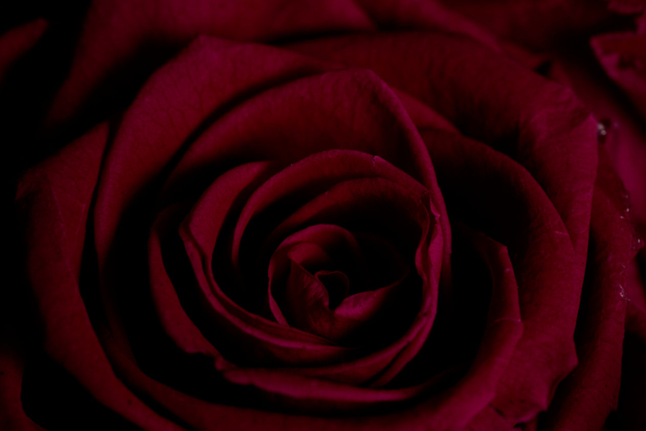 Pride & Prejudice (Fuchsia Edition)