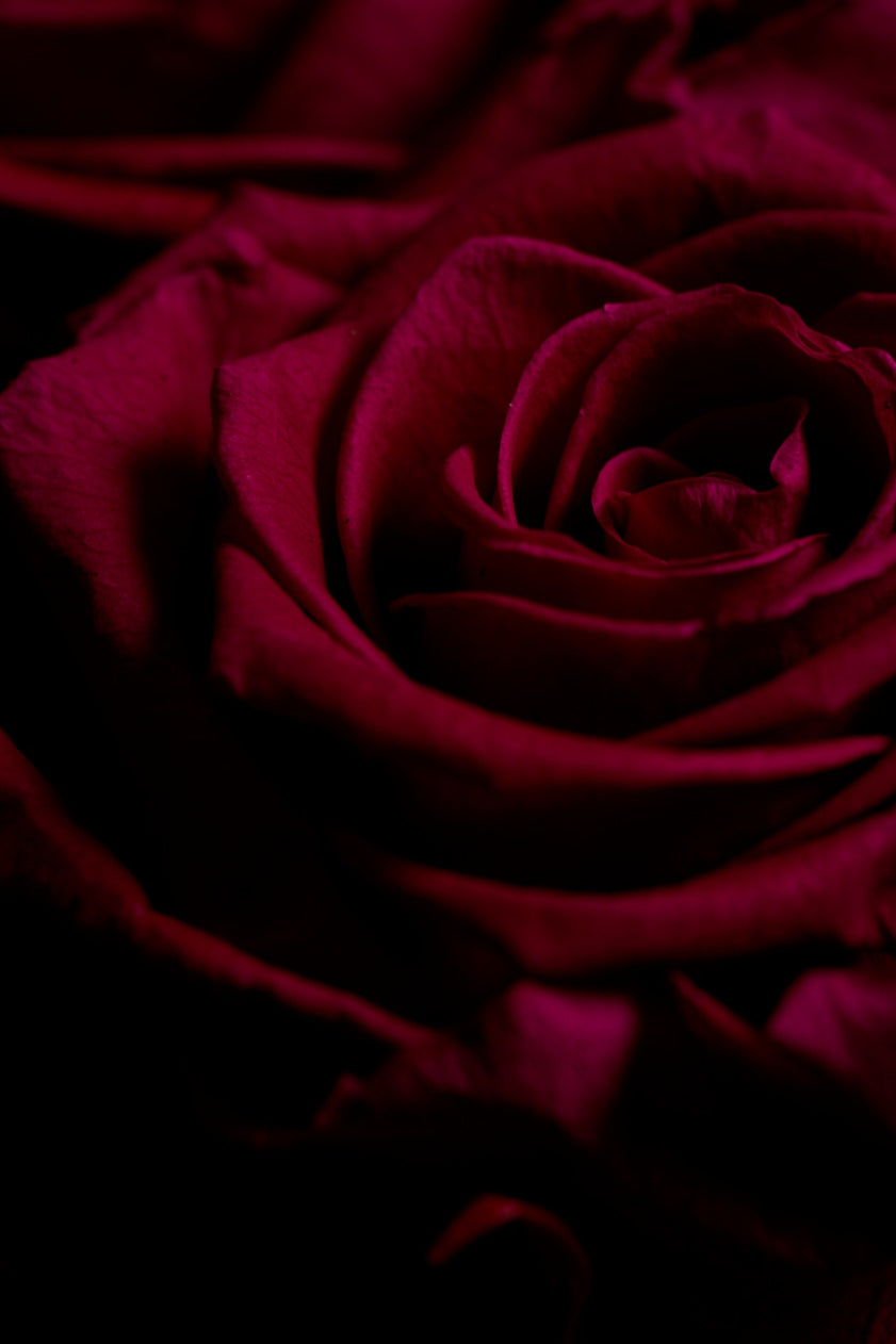 Pride & Prejudice (Fuchsia Edition)