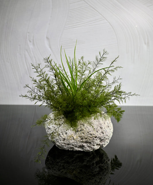 Lava Rock - Dark Green Air Fern & Air Plant