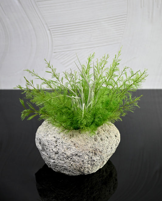 Lava Rock - Light Green Air Fern & Air Plant